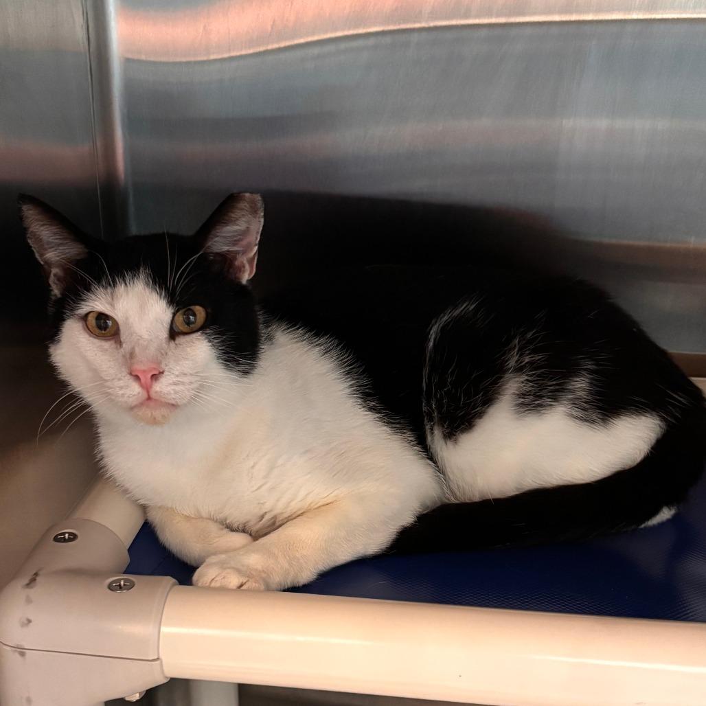 Holland, a Adoptable Domestic Short Hair in Philadelphia, PA image 3/5