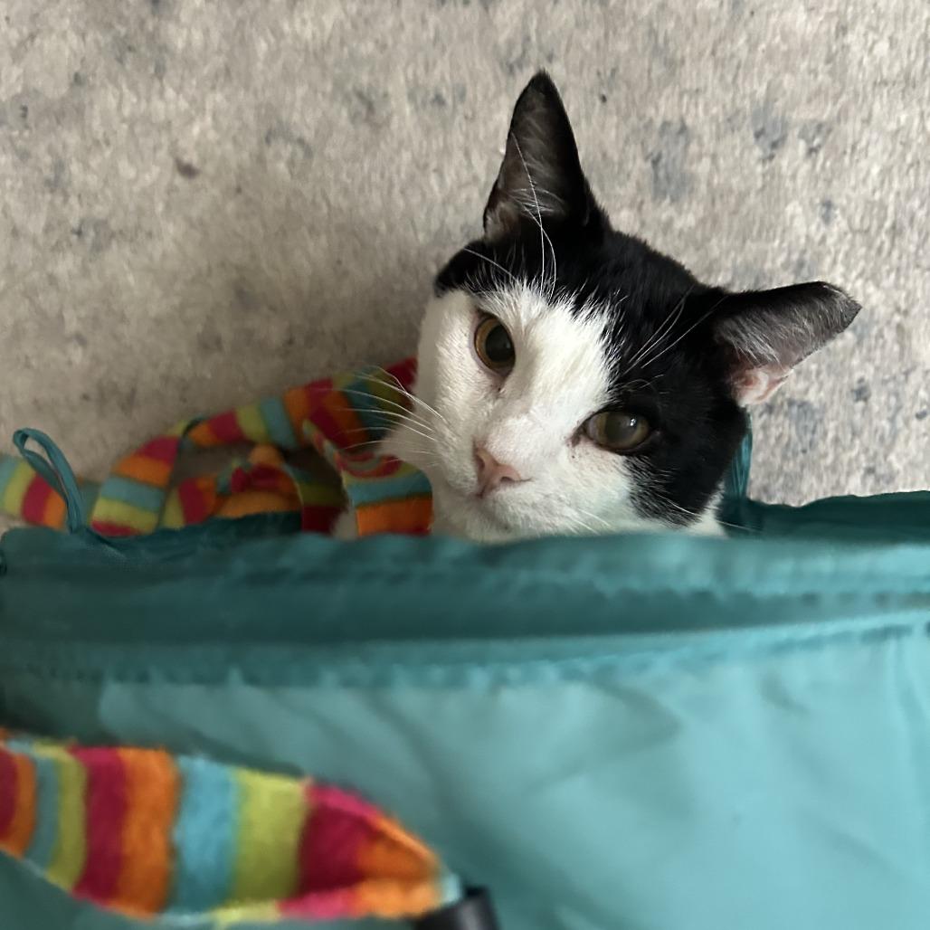 Holland, a Adoptable Domestic Short Hair in Philadelphia, PA image 2/6