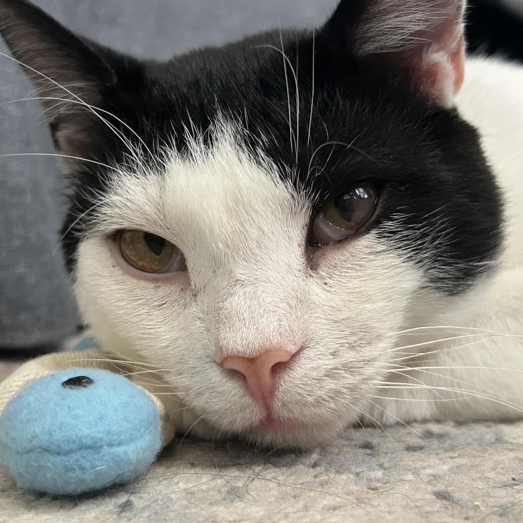 Holland, a Adoptable Domestic Short Hair in Philadelphia, PA image 3/6