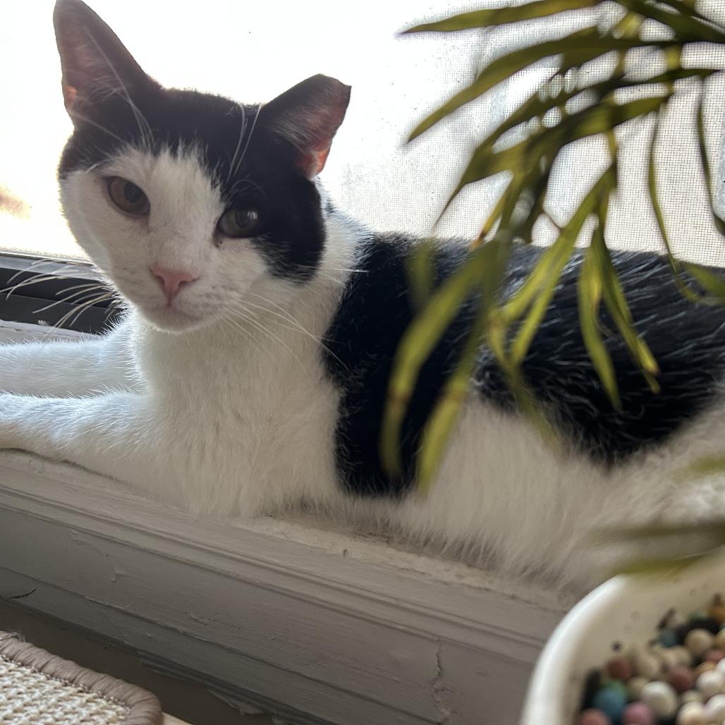 Holland, a Adoptable Domestic Short Hair in Philadelphia, PA image 4/6