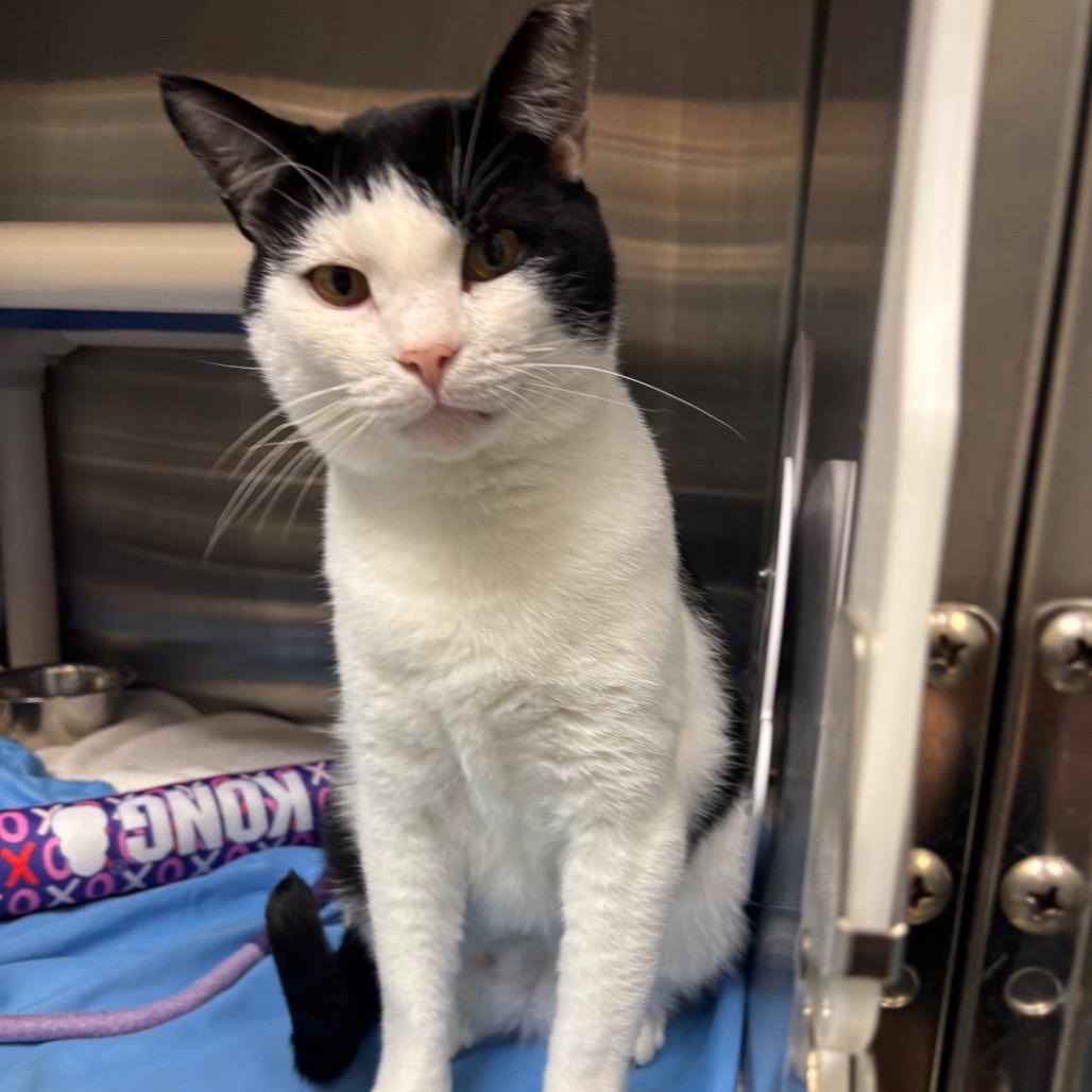 Holland, a Adoptable Domestic Short Hair in Philadelphia, PA image 5/6