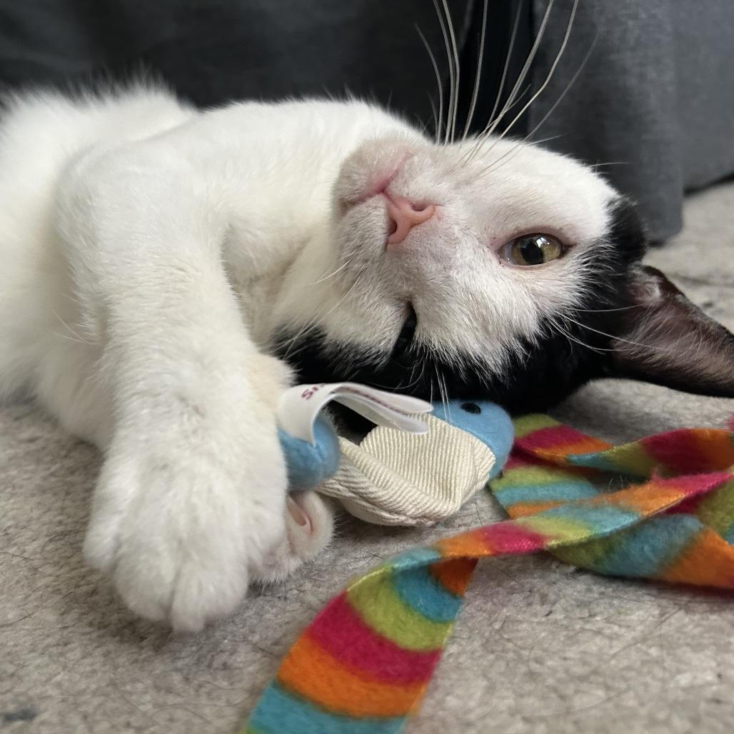 Holland, a Adoptable Domestic Short Hair in Philadelphia, PA image 6/6