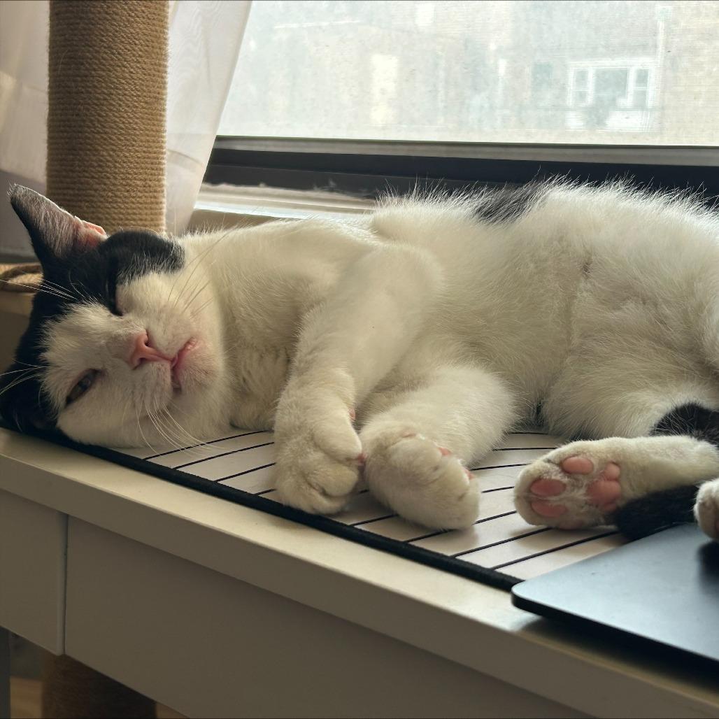Holland, a Adoptable Domestic Short Hair in Philadelphia, PA image 4/5