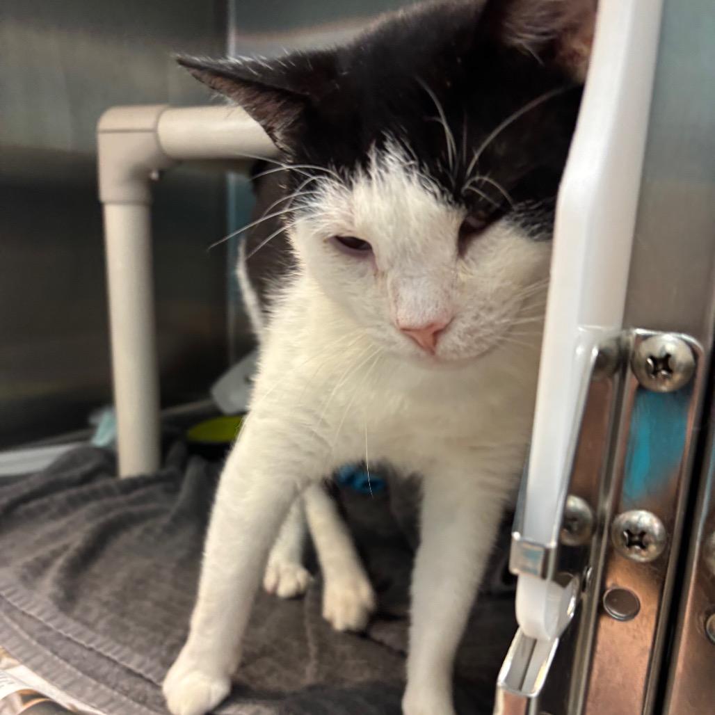 Holland, a Adoptable Domestic Short Hair in Philadelphia, PA image 5/5