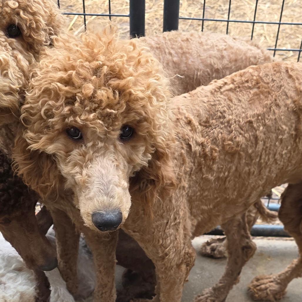Ruth, a Adoptable mixed breed in Goltry, OK image 2/4