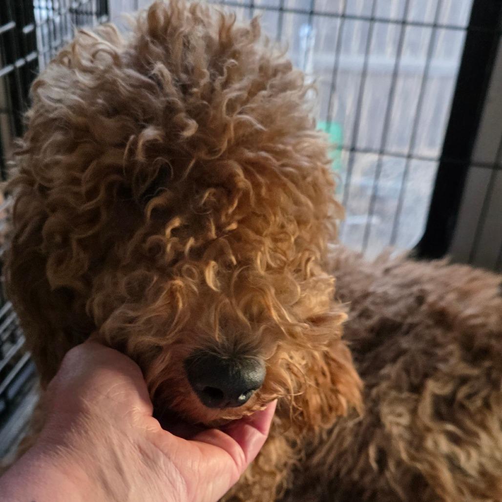 Ruth, a Adoptable mixed breed in Goltry, OK image 3/4