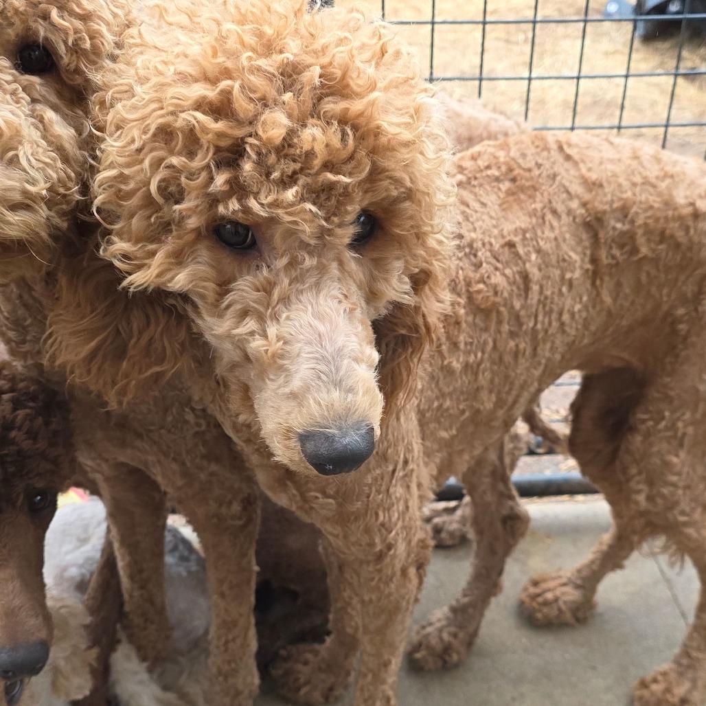 Ruth, a Adoptable mixed breed in Goltry, OK image 4/4
