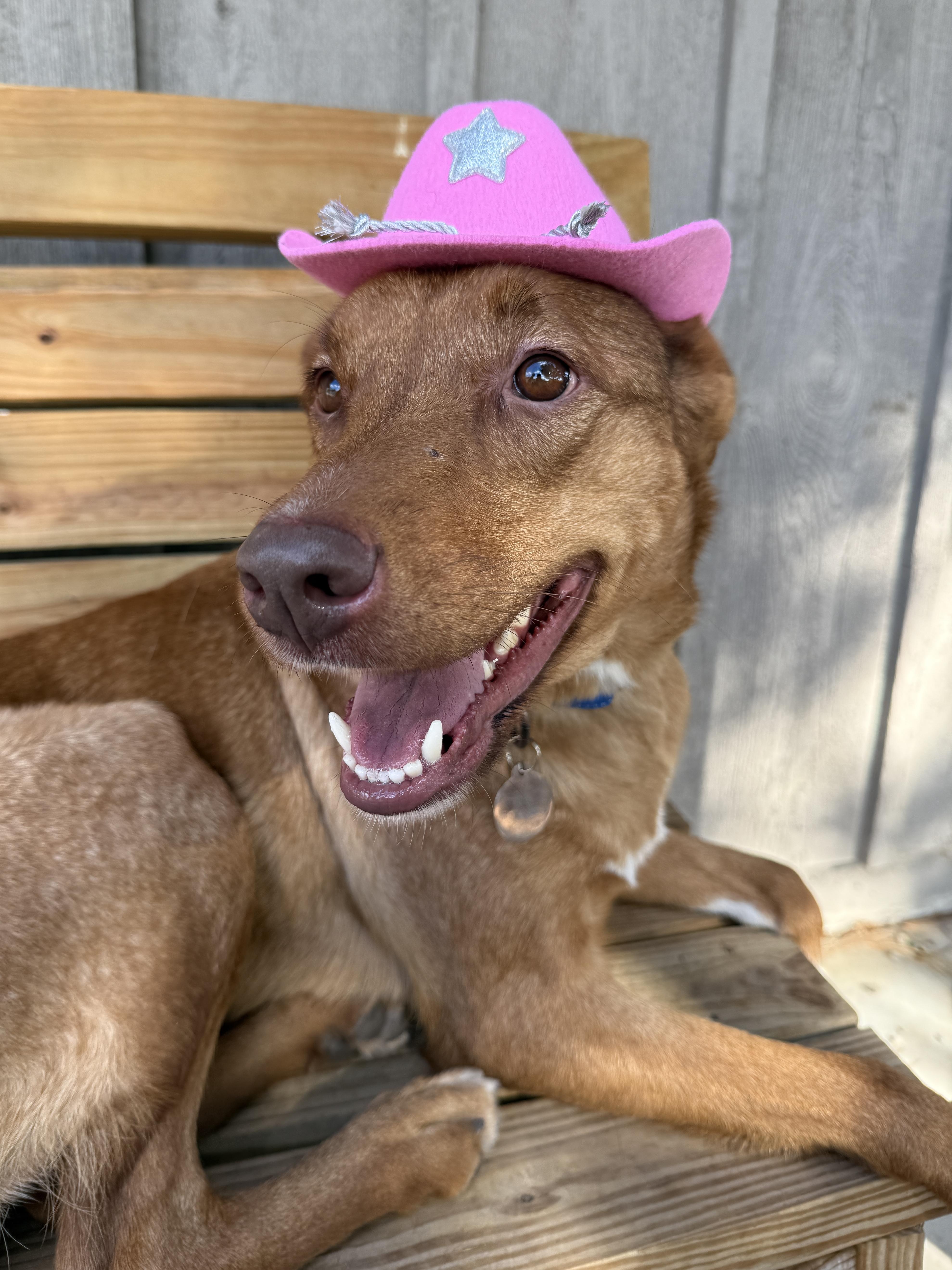 Enlarge Alpine, a ADOPTABLE mixed breed in Wautoma, WI image 6/6