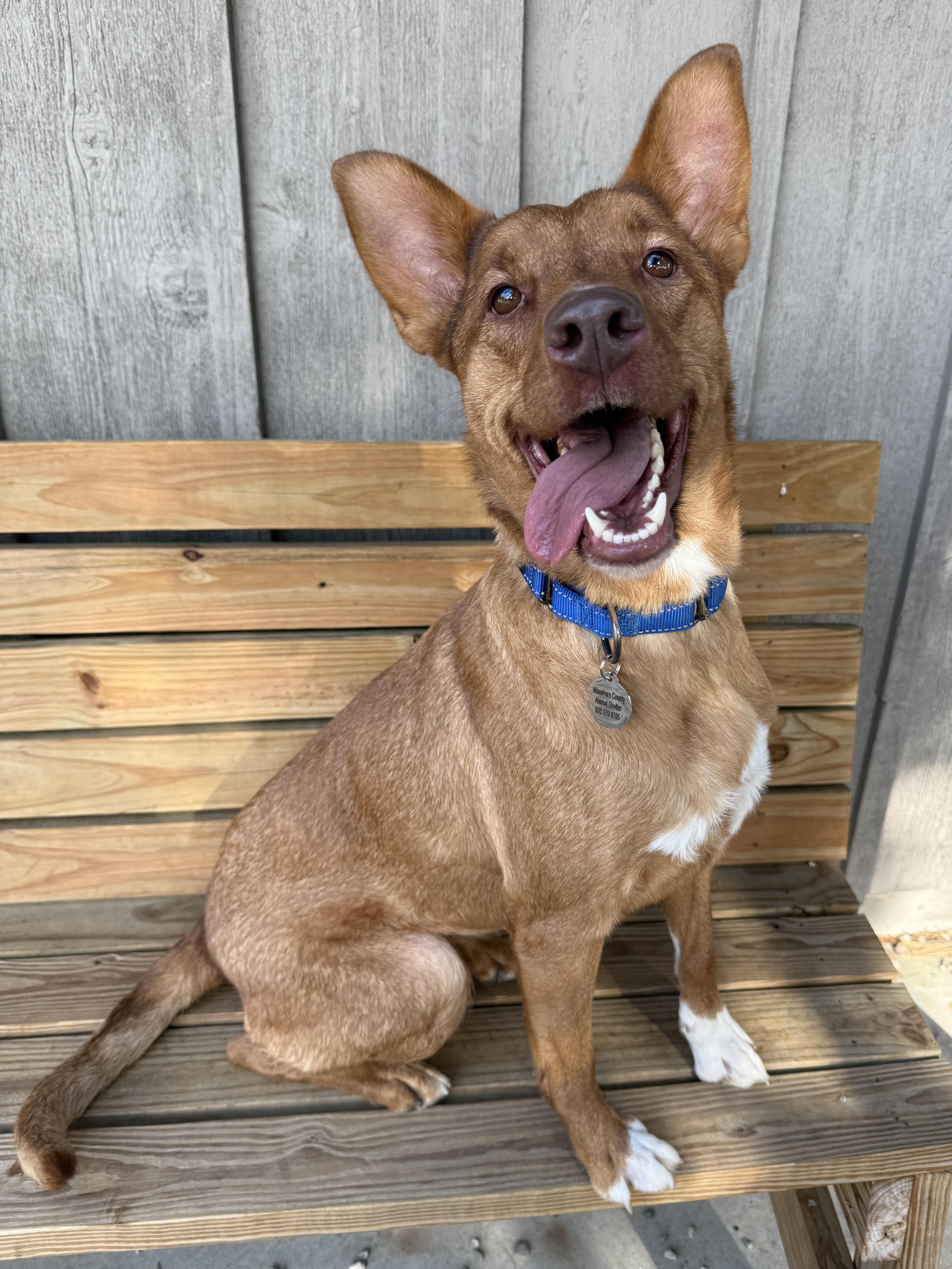 Alpine, ADOPTABLE, Young Female Mixed Breed.