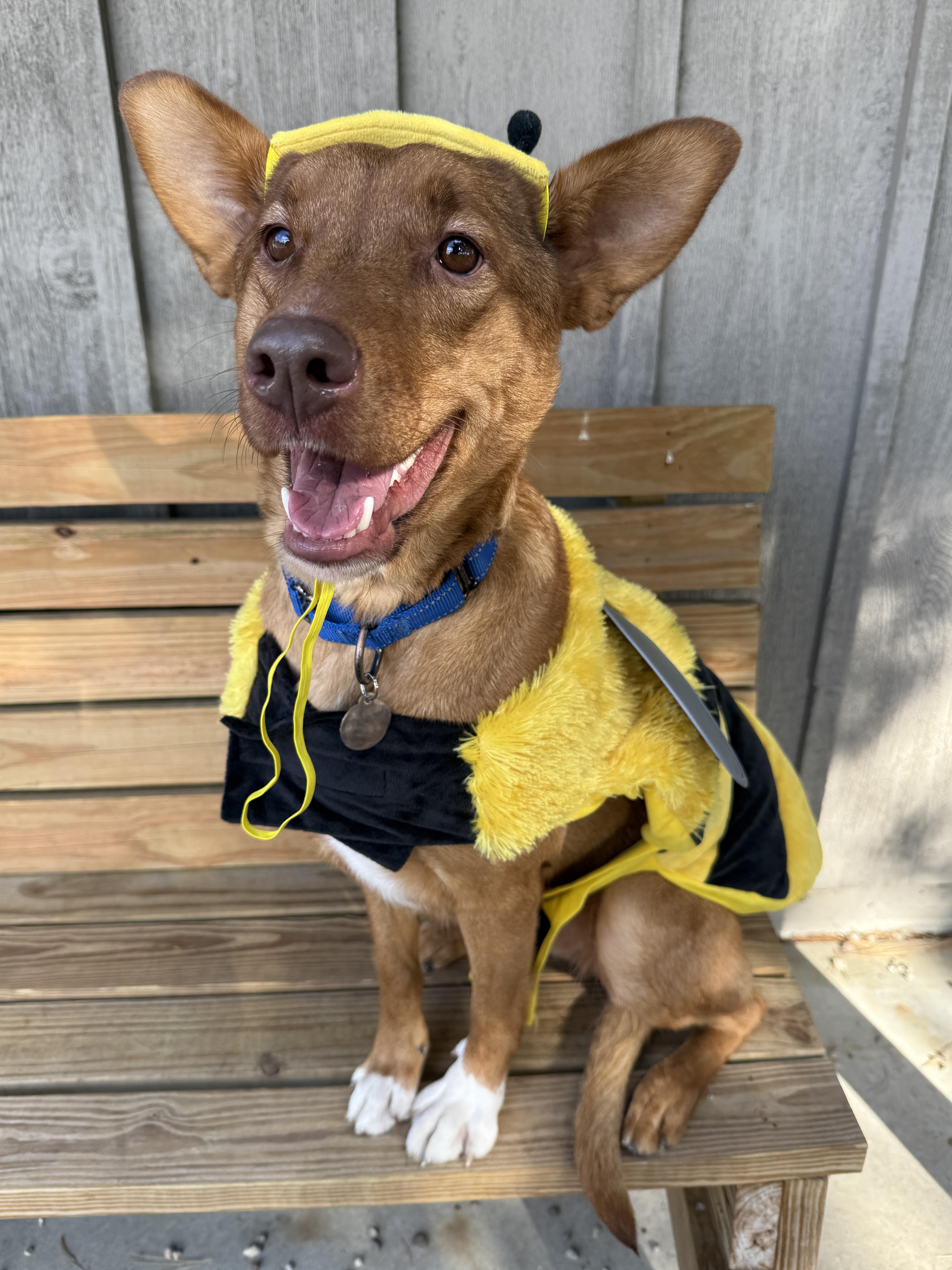 Enlarge Alpine, a ADOPTABLE mixed breed in Wautoma, WI image 5/6