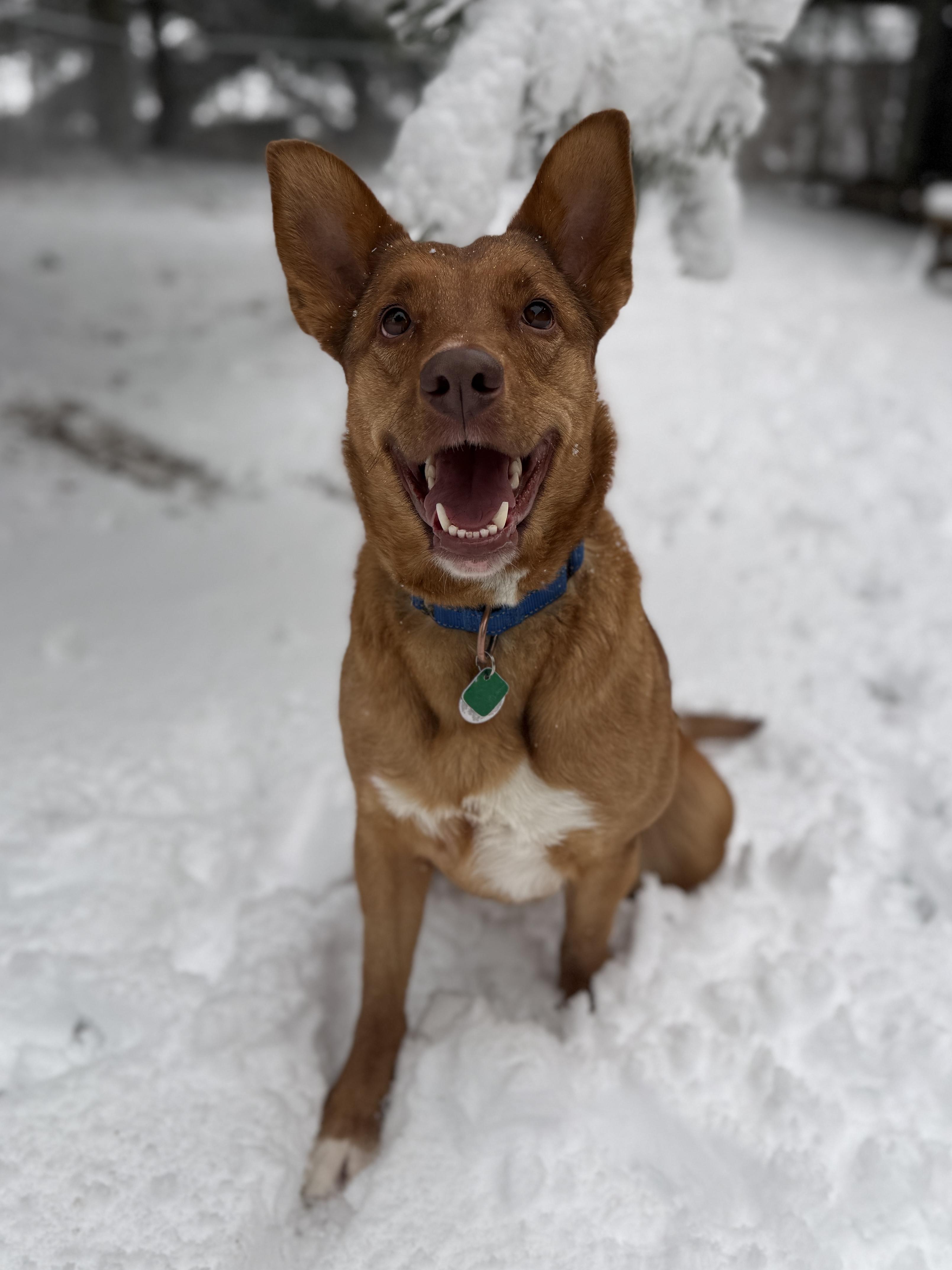 Enlarge Alpine, a ADOPTABLE mixed breed in Wautoma, WI image 1/6