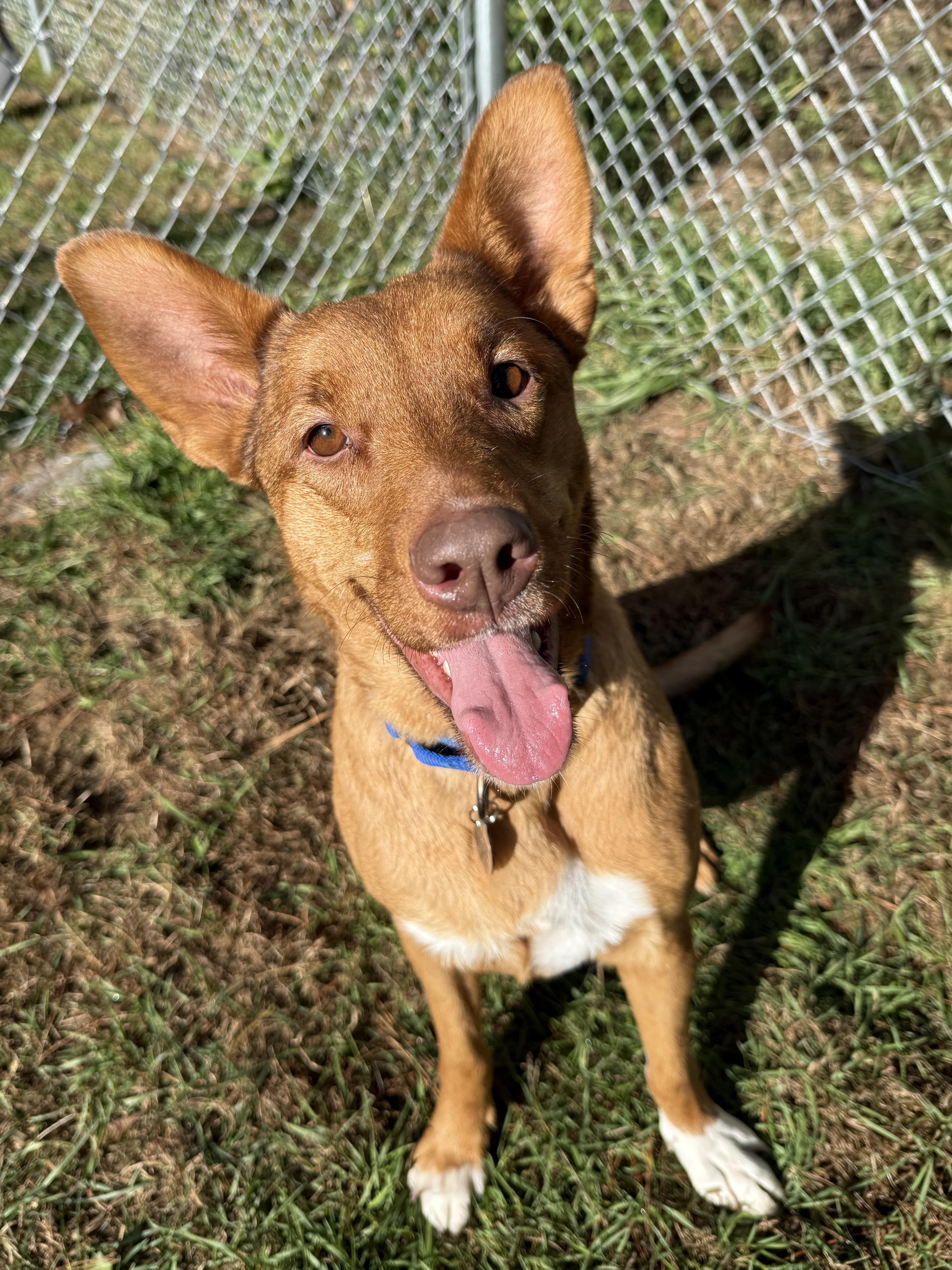 Enlarge Alpine, a ADOPTABLE mixed breed in Wautoma, WI image 3/6