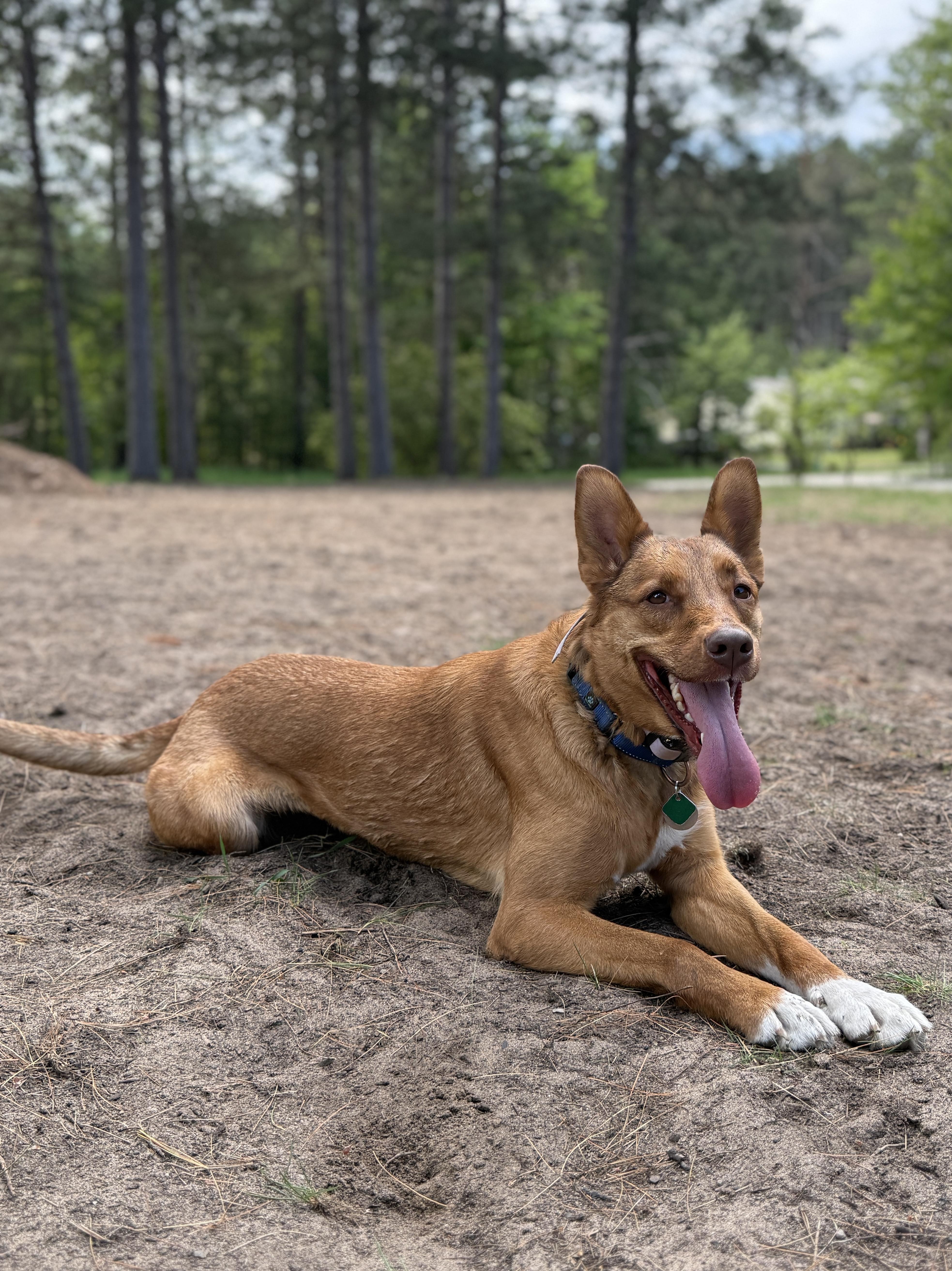 Alpine, a ADOPTABLE mixed breed in Wautoma, WI image 2/6