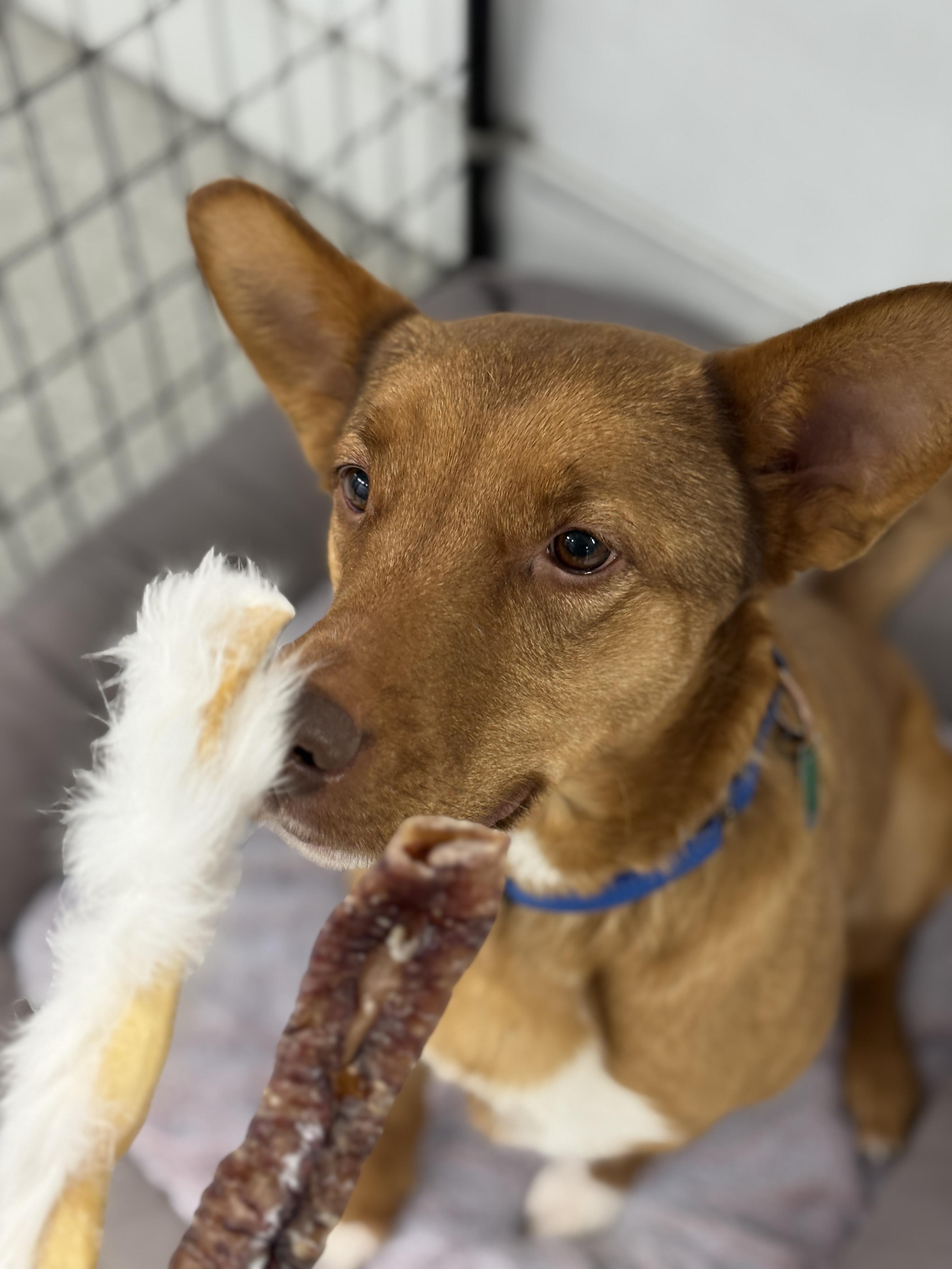 Enlarge Alpine, a ADOPTABLE mixed breed in Wautoma, WI image 4/6