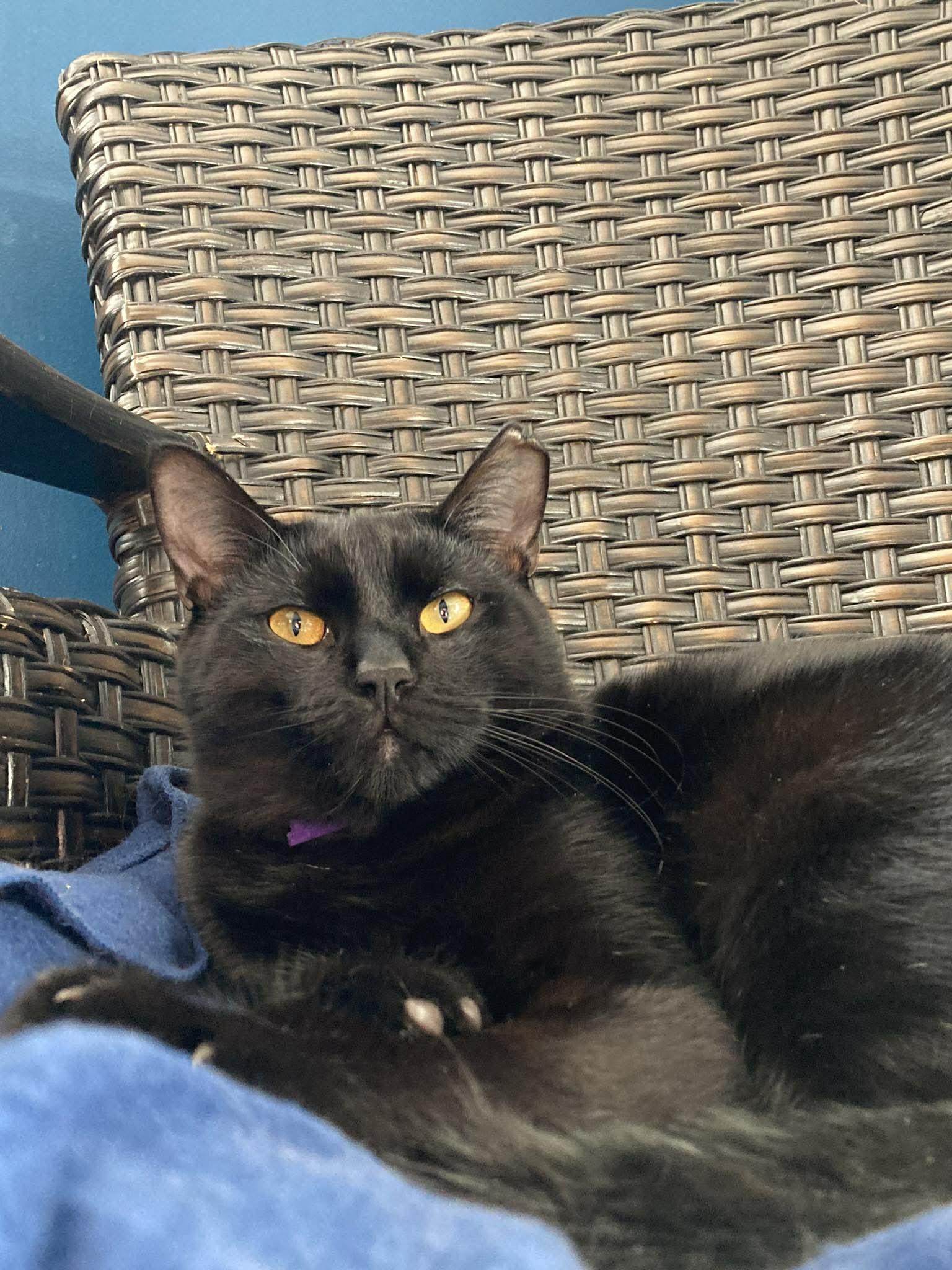 Zoro, a Adoptable Domestic Short Hair in Terrebonne, QC image 5/6