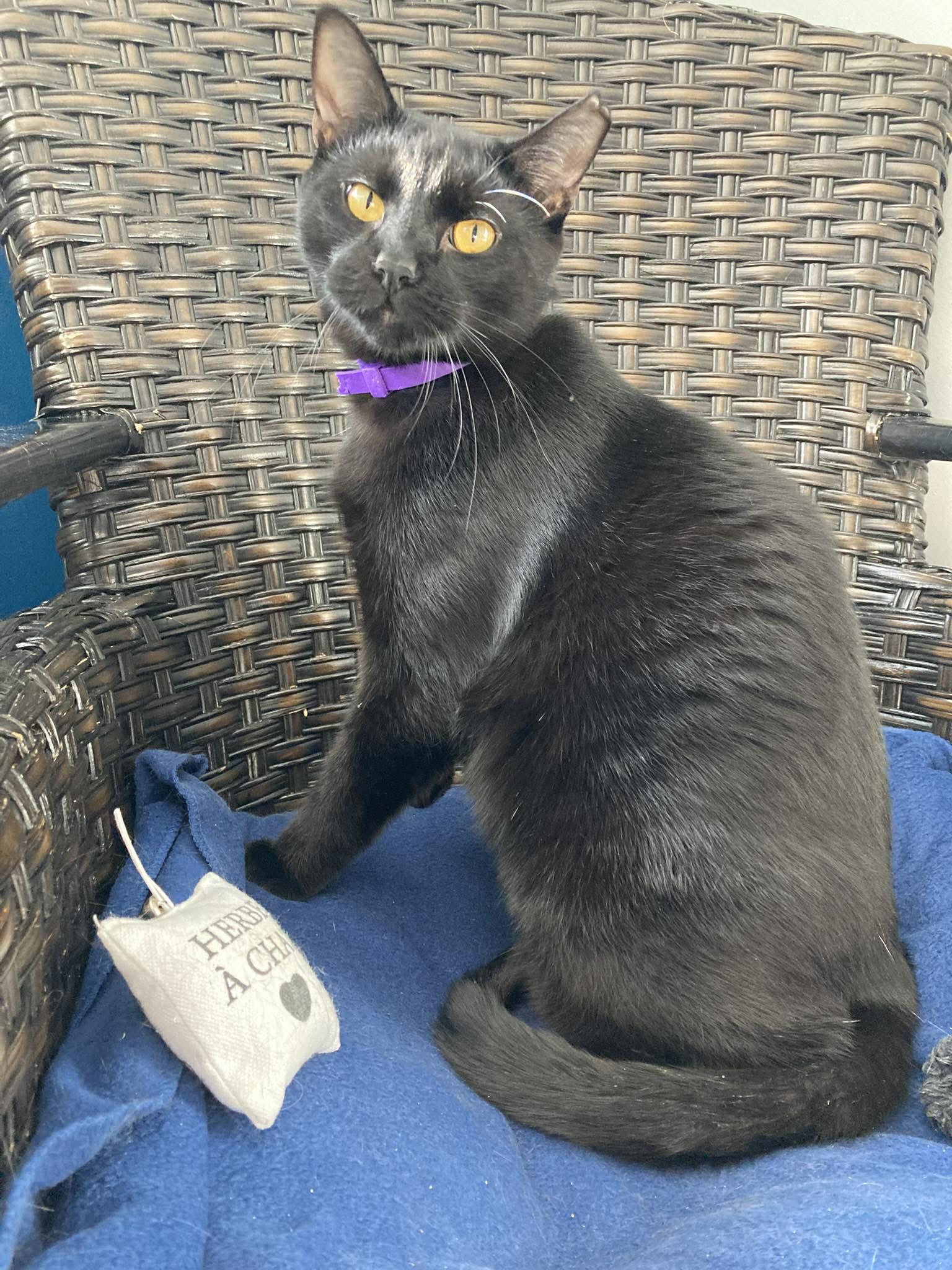 Zoro, a Adoptable Domestic Short Hair in Terrebonne, QC image 6/6