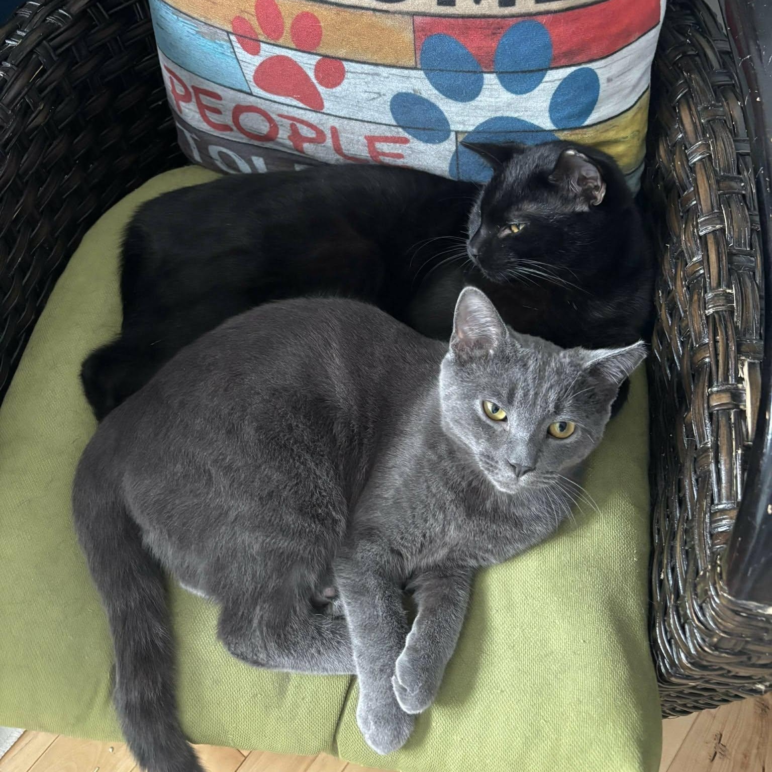 Zoro, Adoptable, Young Male Domestic Short Hair.