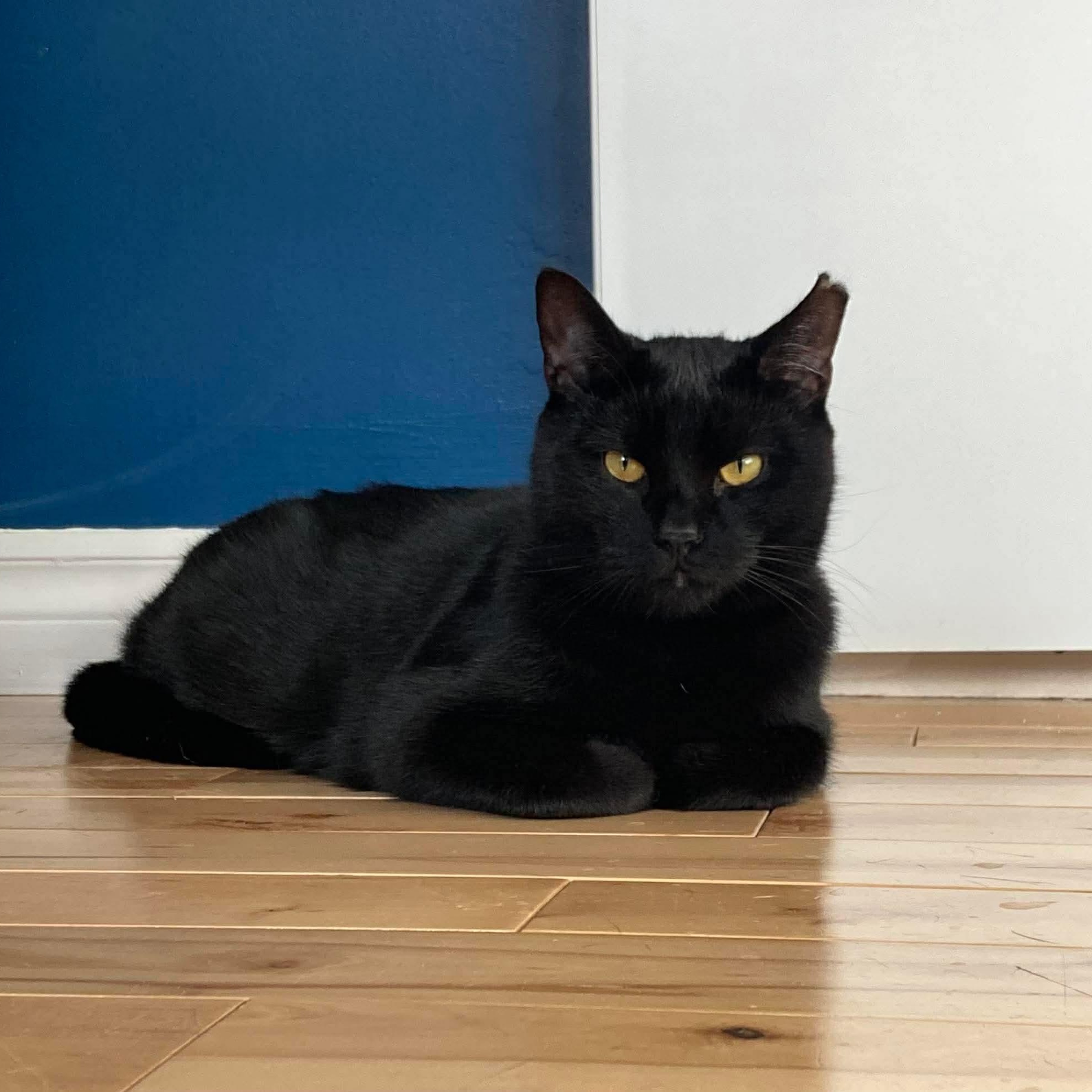 Zoro, a Adoptable Domestic Short Hair in Terrebonne, QC image 6/6