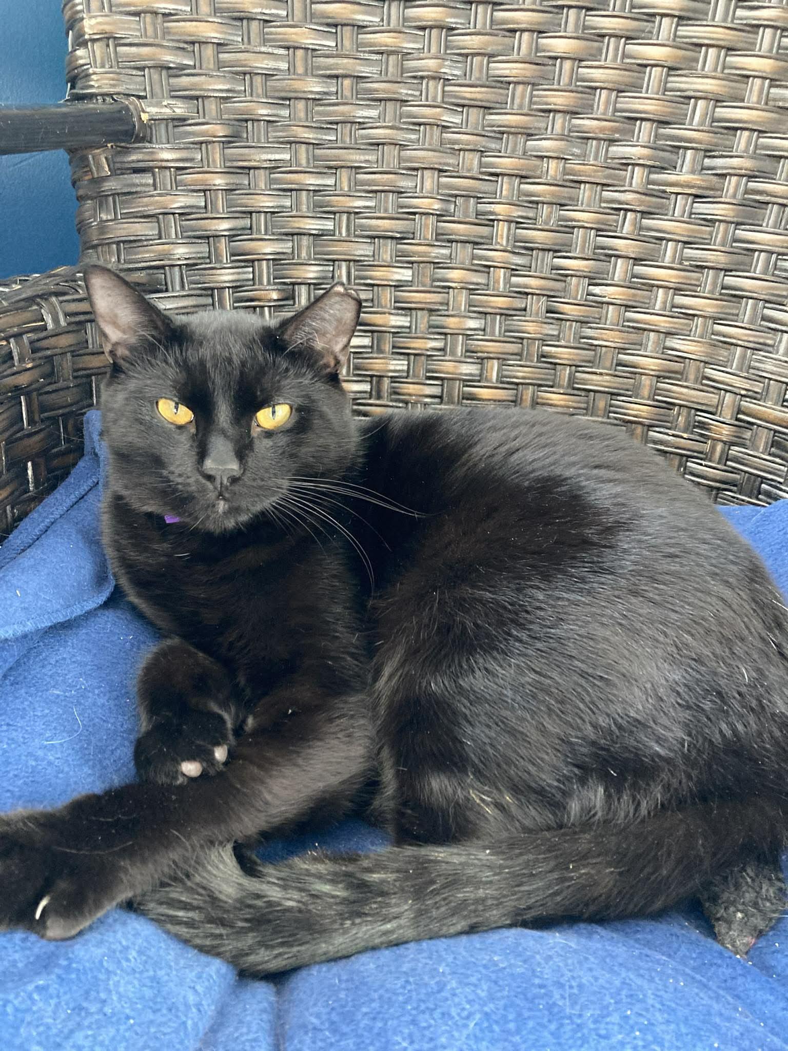 Zoro, a Adoptable Domestic Short Hair in Terrebonne, QC image 1/6