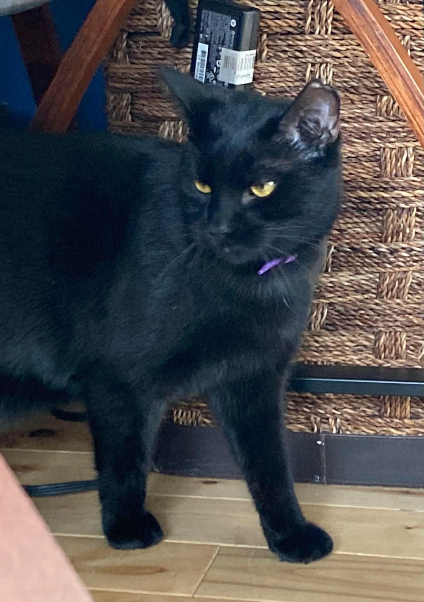 Zoro, a Adoptable Domestic Short Hair in Terrebonne, QC image 3/6