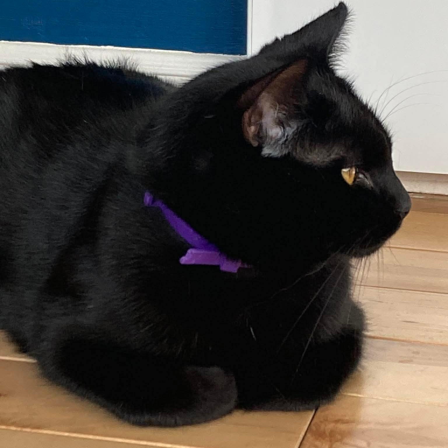 Zoro, a Adoptable Domestic Short Hair in Terrebonne, QC image 2/6