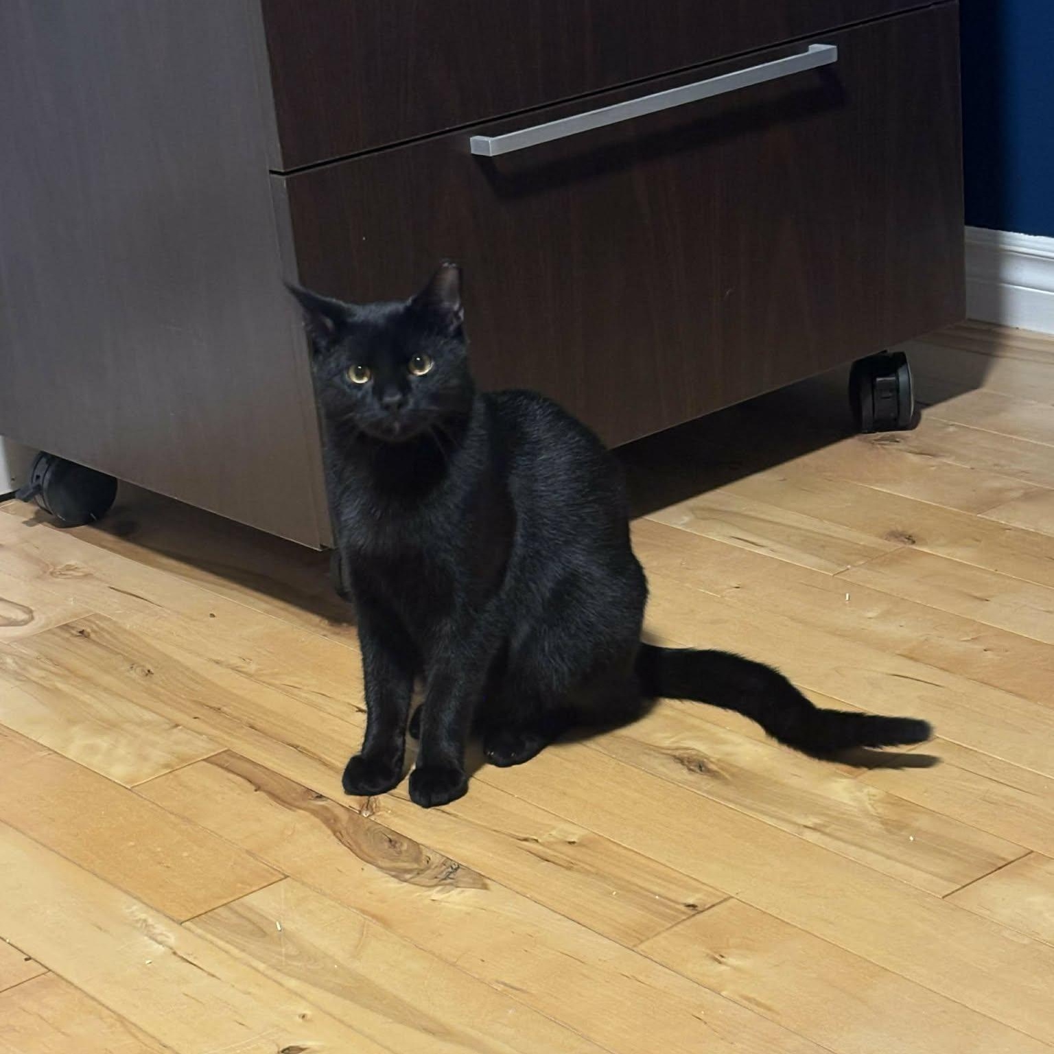 Zoro, Adoptable, Young Male Domestic Short Hair.