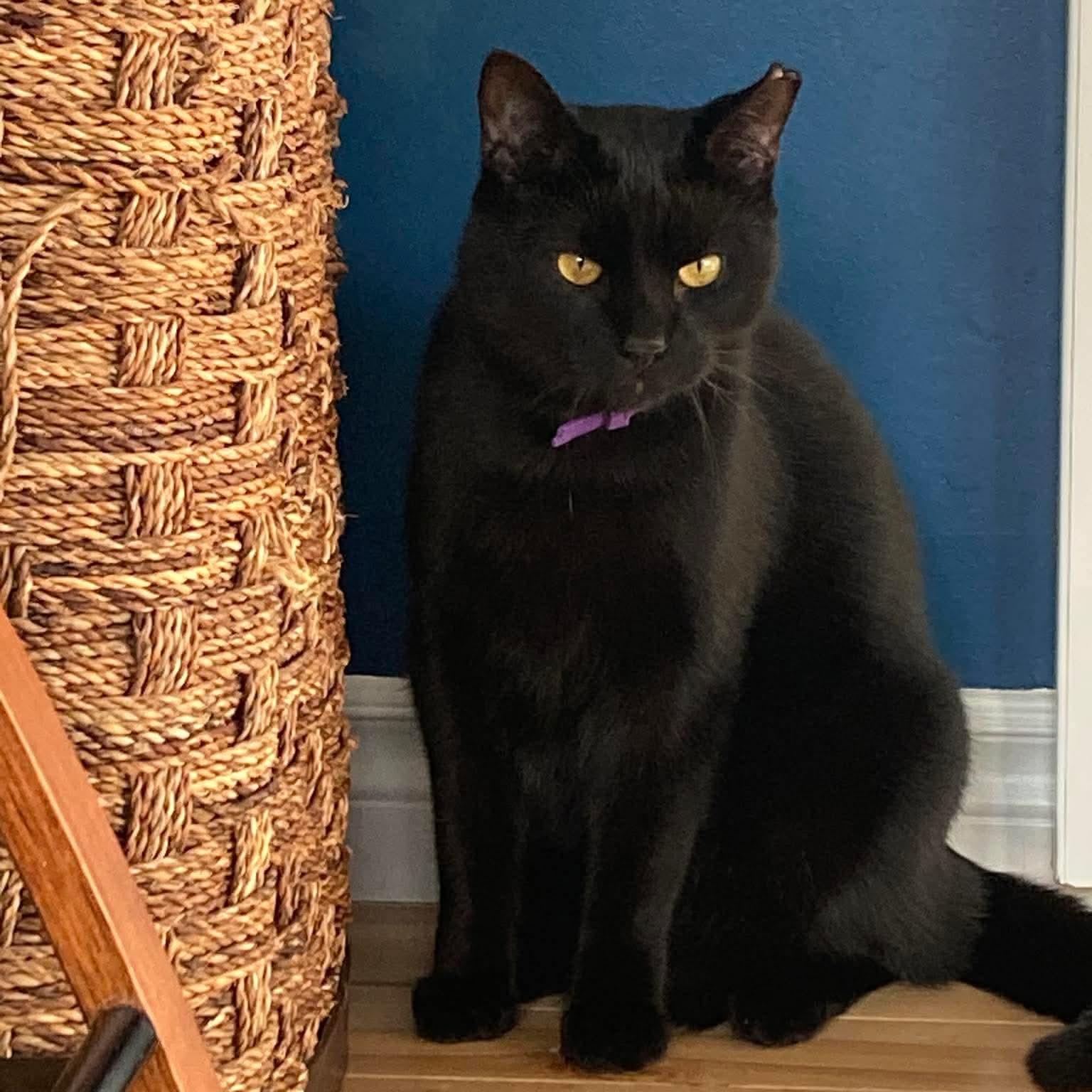 Zoro, a Adoptable Domestic Short Hair in Terrebonne, QC image 1/6