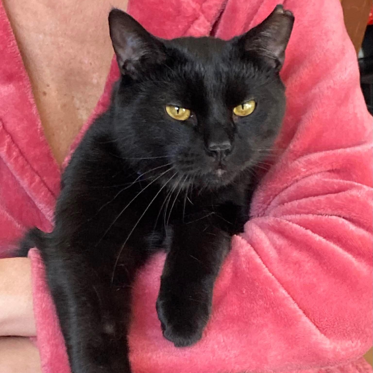 Zoro, a Adoptable Domestic Short Hair in Terrebonne, QC image 4/6