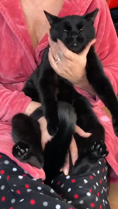 Enlarge Zoro, a Adoptable Domestic Short Hair in Terrebonne, QC video 5/6