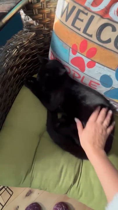 Enlarge Zoro, a Adoptable Domestic Short Hair in Terrebonne, QC video 4/6