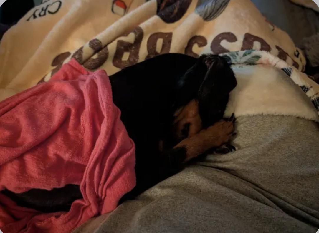 Raisin, Adopted, Adult Female Chihuahua.