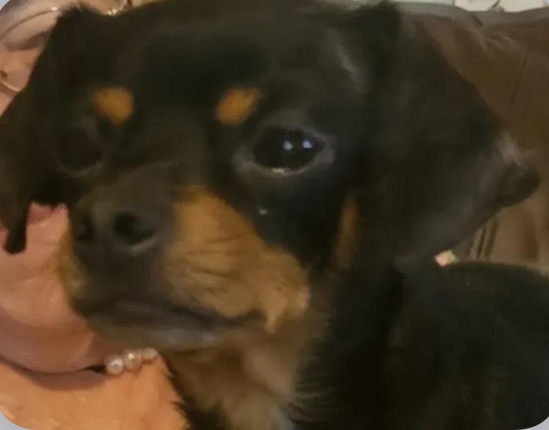 Raisin, a Adopted Chihuahua in Richmond, KY image 3/4