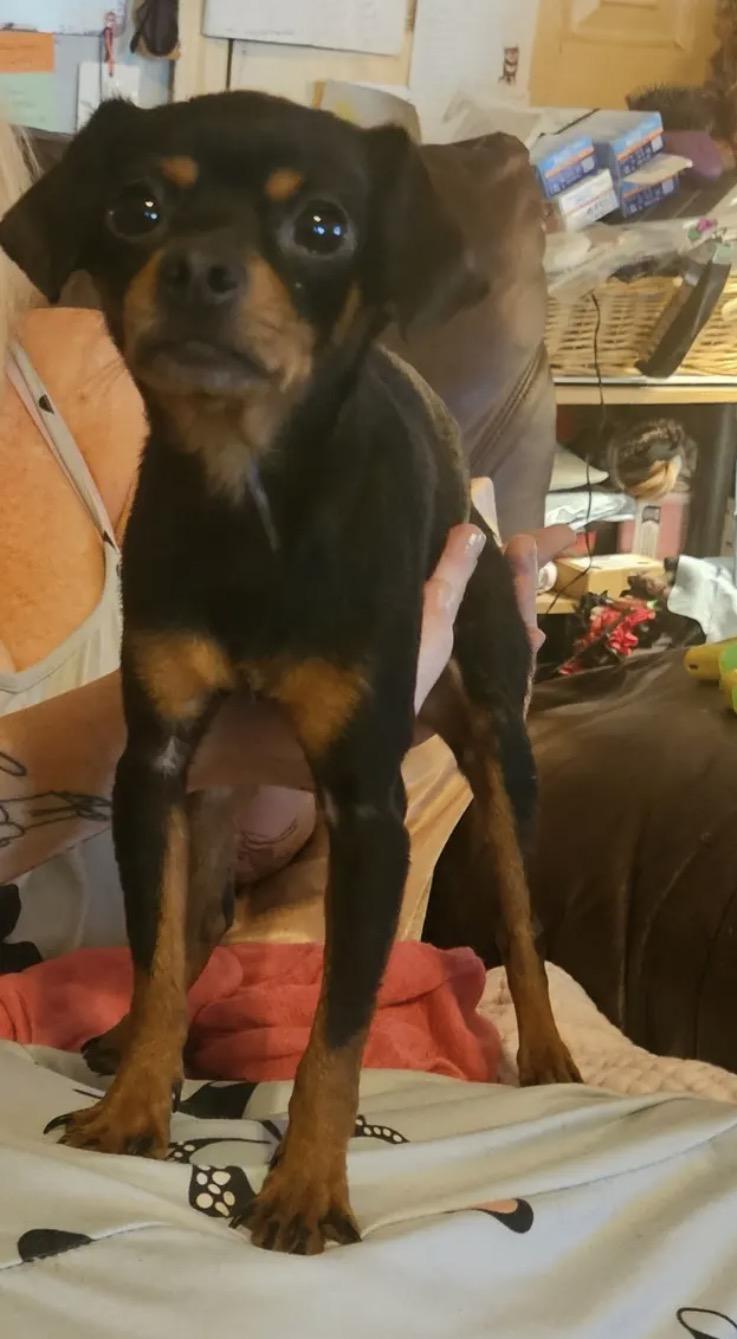 Raisin, a Adopted Chihuahua in Richmond, KY image 4/4