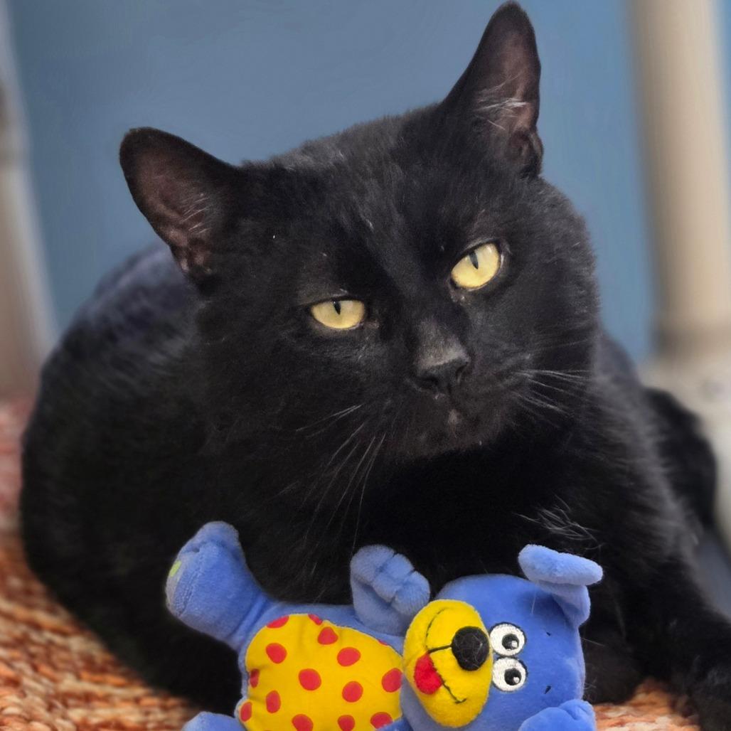 Apollo, Adoptable, Adult Male Domestic Short Hair.