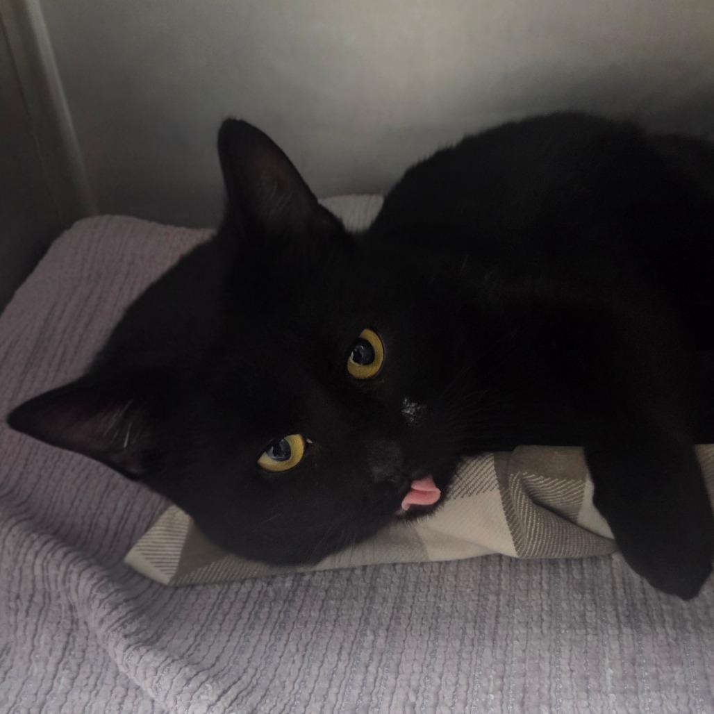 Apollo, Adoptable, Adult Male Domestic Short Hair.