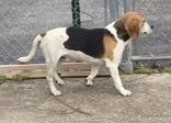 Enlarge Beagle Bailey "BB", a ADOPTABLE Beagle in Glasgow, KY image 2/3