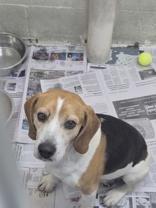 Enlarge Beagle Bailey "BB", a ADOPTABLE Beagle in Glasgow, KY image 3/3