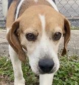 Beagle Bailey "BB", ADOPTABLE, Adult Male Beagle.