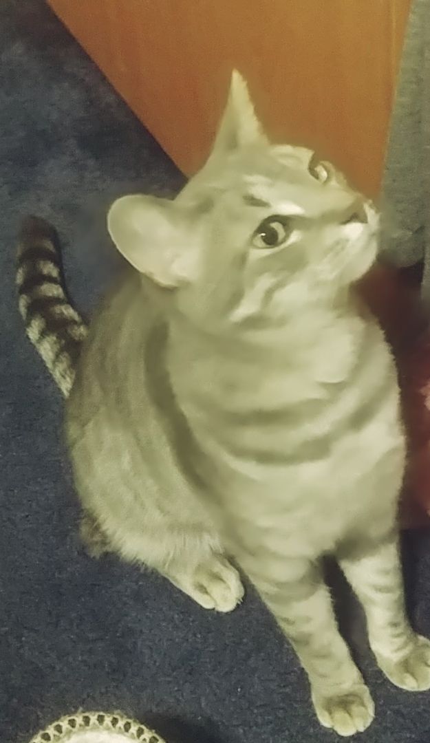 TJ, Adoptable, Adult Female Tabby.