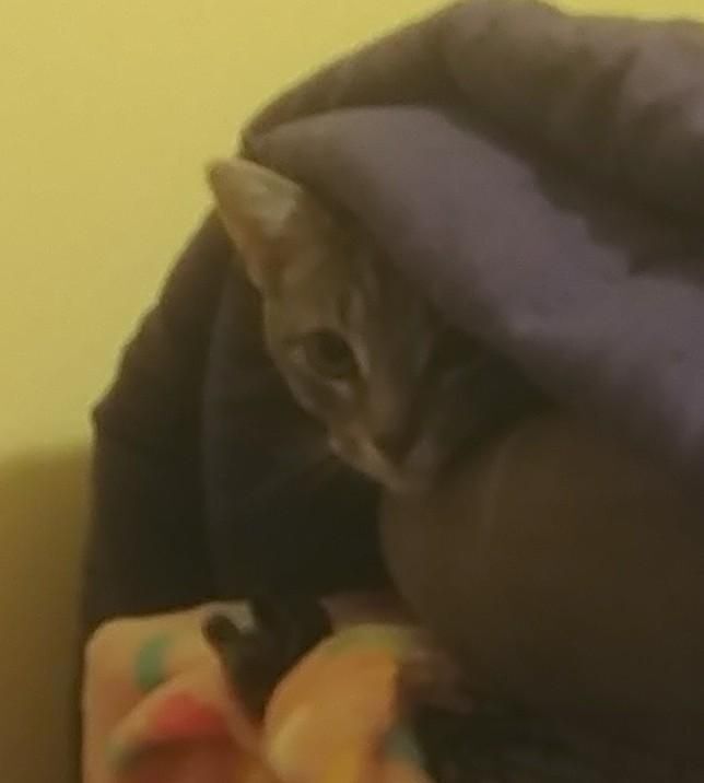 Enlarge TJ, a Adoptable mixed breed in Kenosha , WI image 2/10