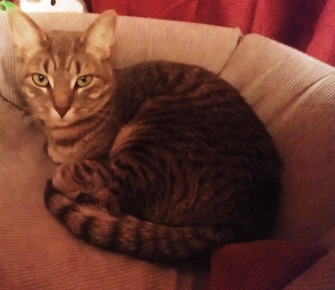 Enlarge TJ, a Adoptable mixed breed in Kenosha , WI image 5/10