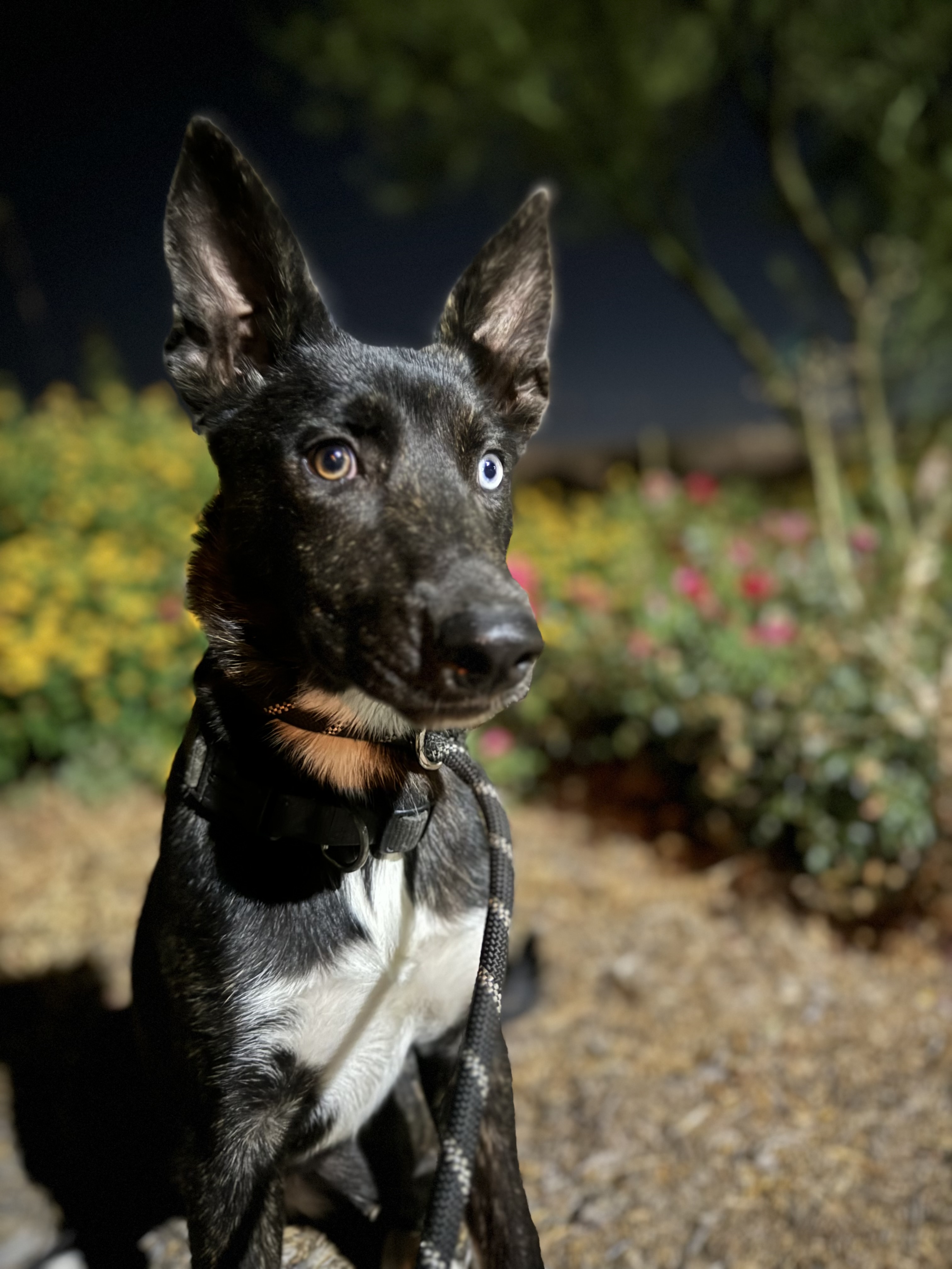 Lila