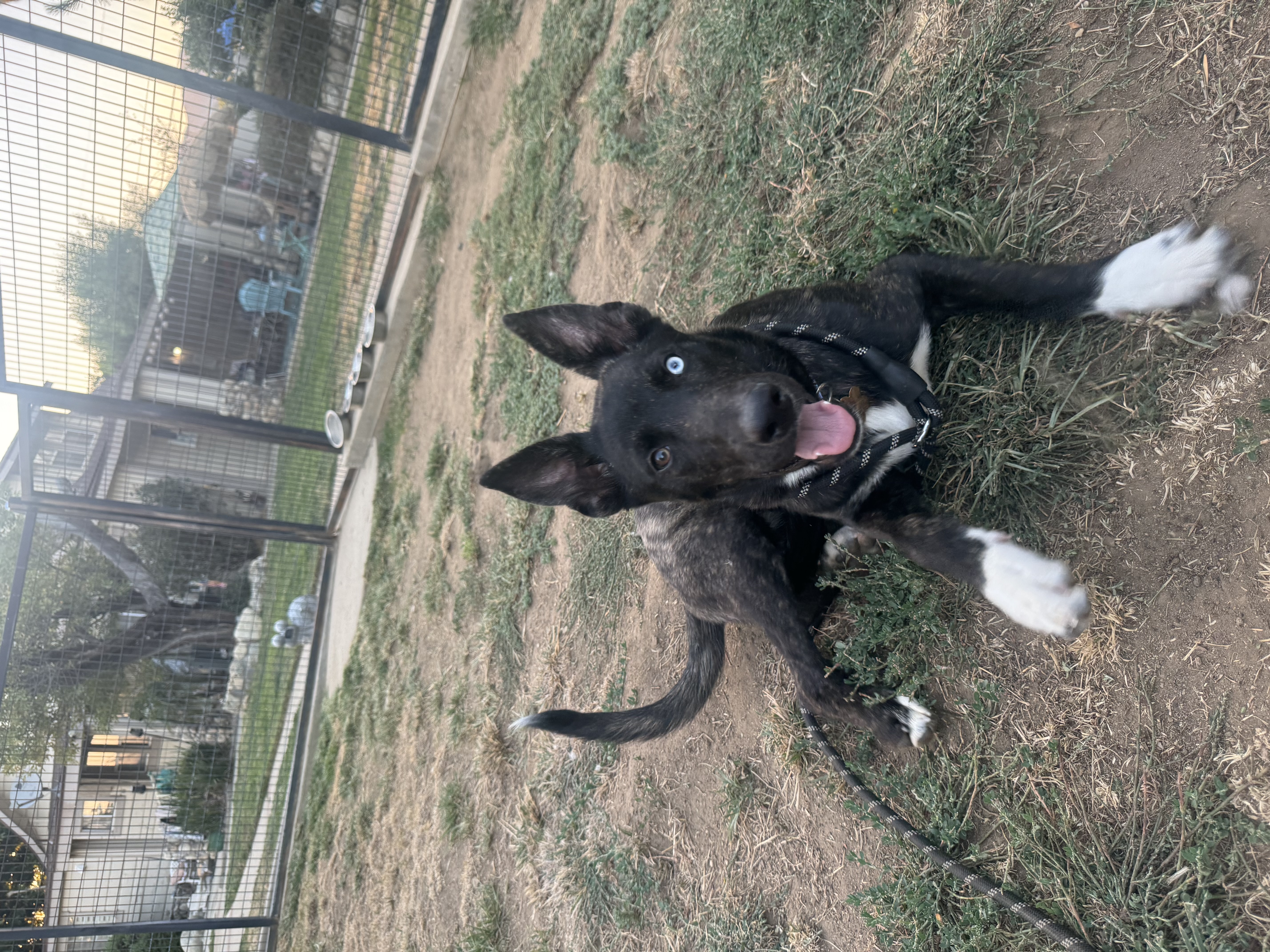 Lila