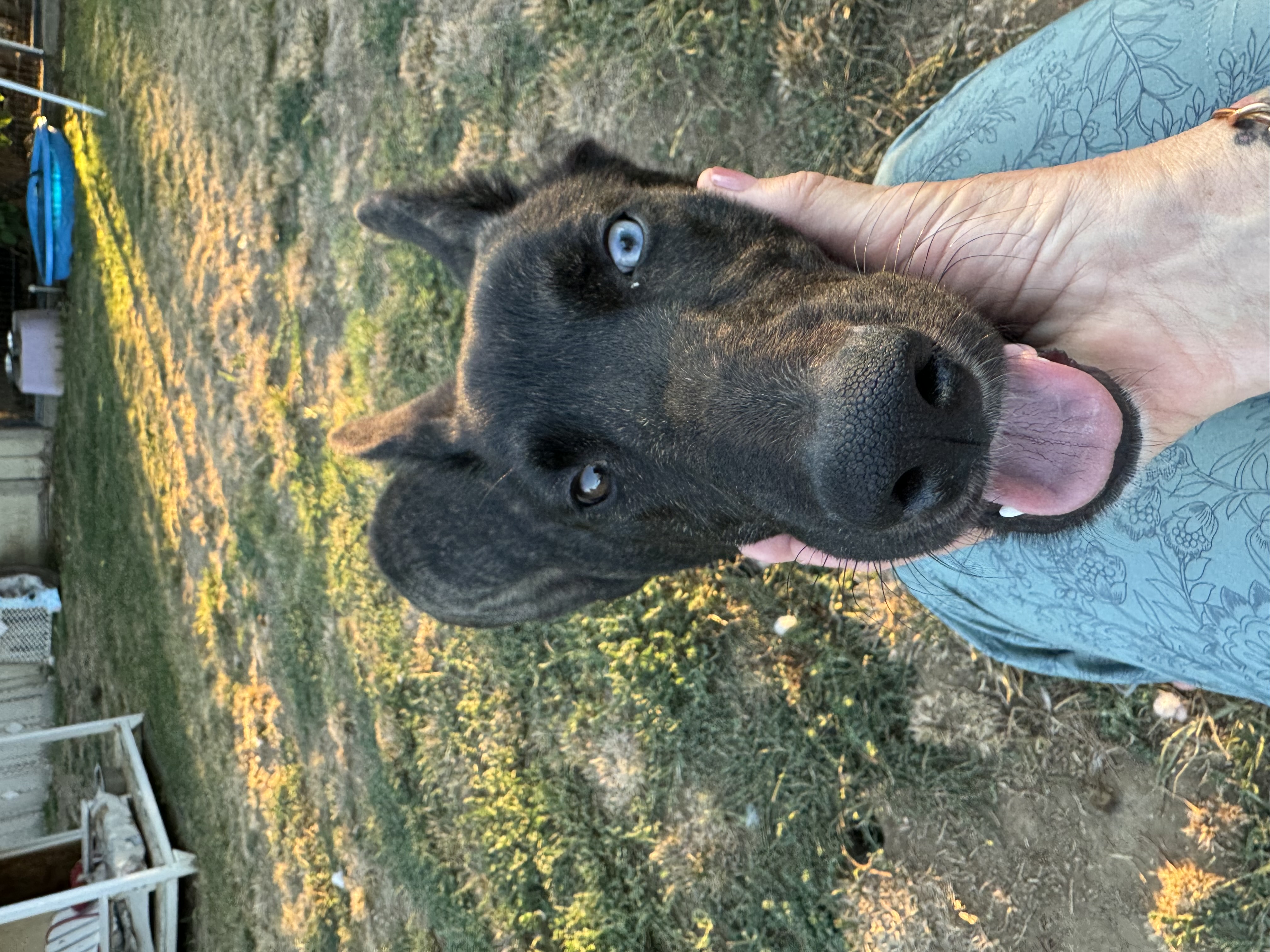 Lila