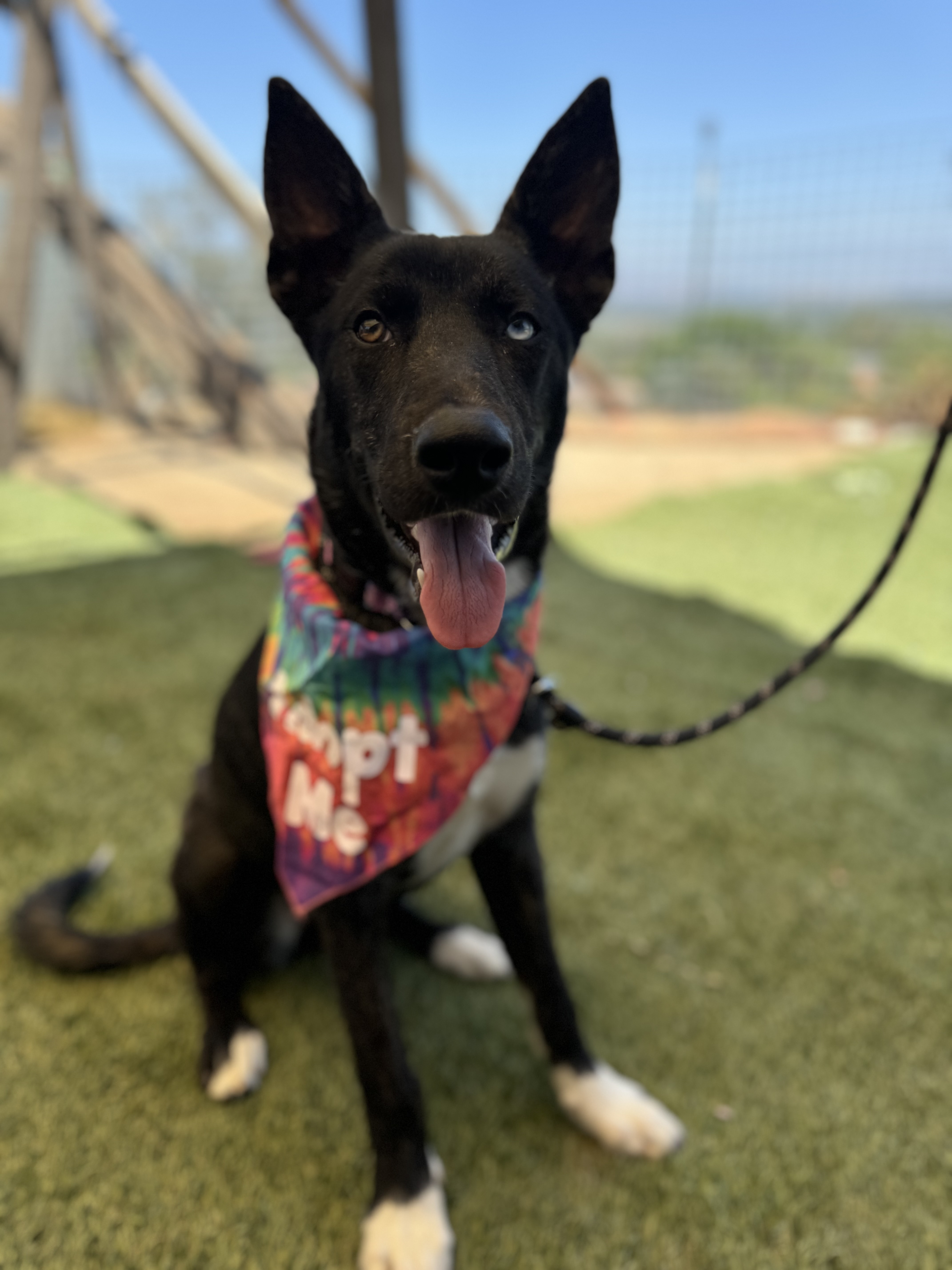 Lila