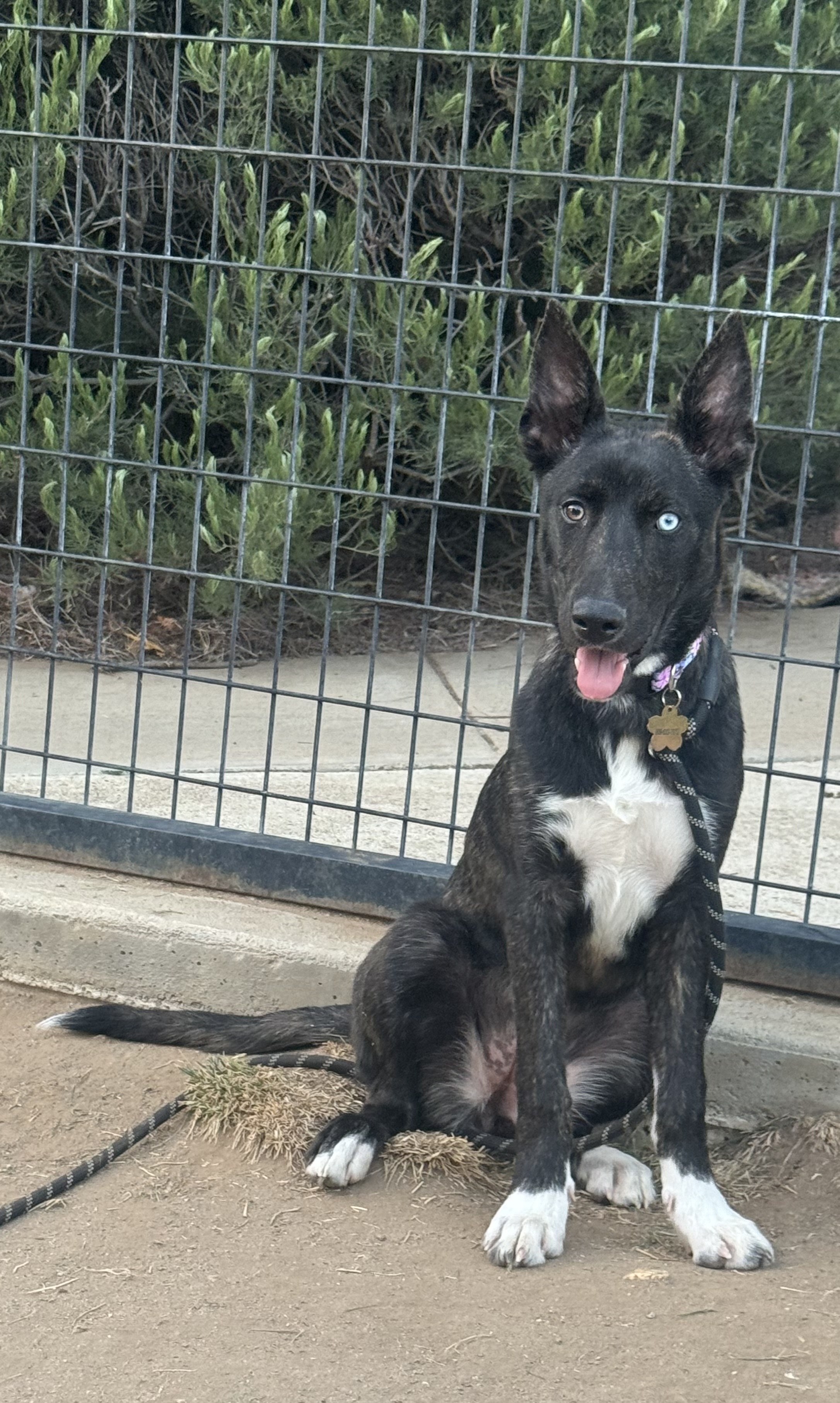 Lila
