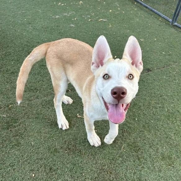 Kruzer, a Adoptable Husky in Queen Creek, AZ image 1/4