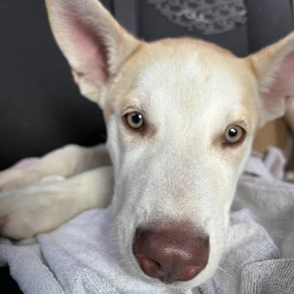 Kruzer, a Adoptable Husky in Queen Creek, AZ image 2/4