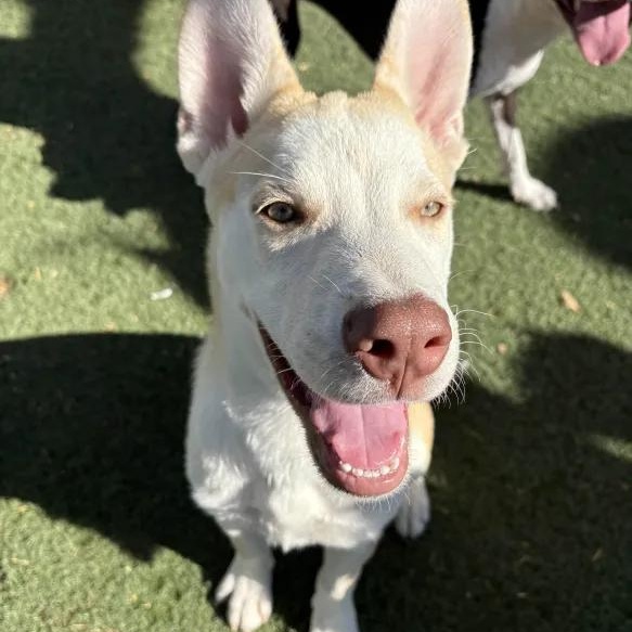 Kruzer, a Adoptable Husky in Queen Creek, AZ image 4/4