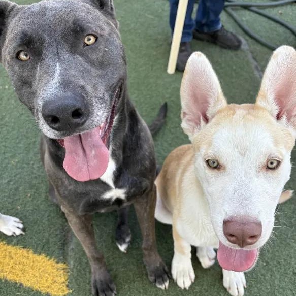 Kruzer, a Adoptable Husky in Queen Creek, AZ image 3/4